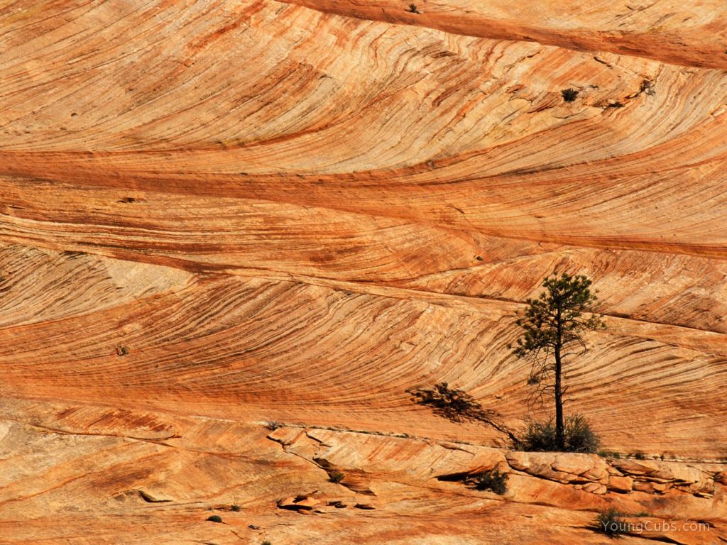 Single Tree on Sandstone Formation, Zion National Park, Utah